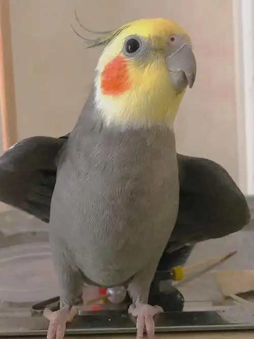 玄凤鹦鹉  翅膀78