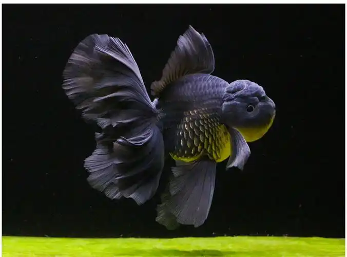 族萃进口百褶裙精品泰狮f1金鱼活体观赏鱼原泰冷水新手活鱼渔场进口