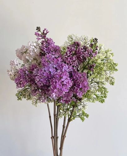 北京同城荷兰进口紫色单瓣丁香鲜花水养居家送朋友小资高级姿调美