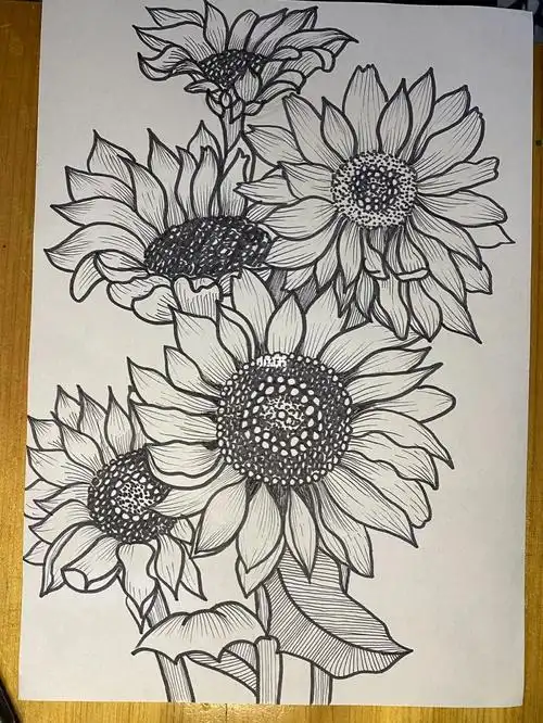 向日葵线描