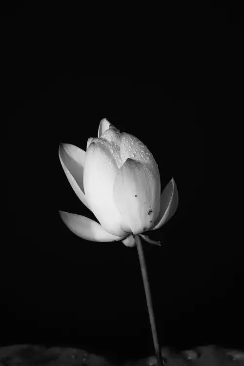 黑白照荷花《首友》