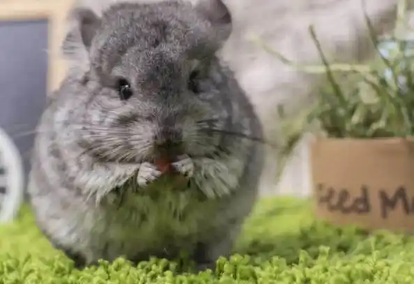 龙猫多少钱一只