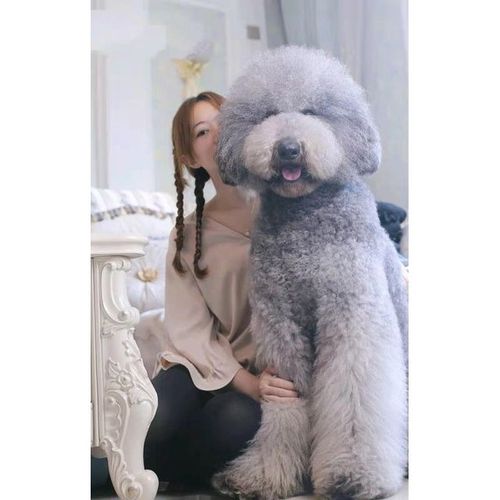 纯种巨贵红棕色黑白色香槟色灰色大泰迪巨型贵宾家庭犬健康出售