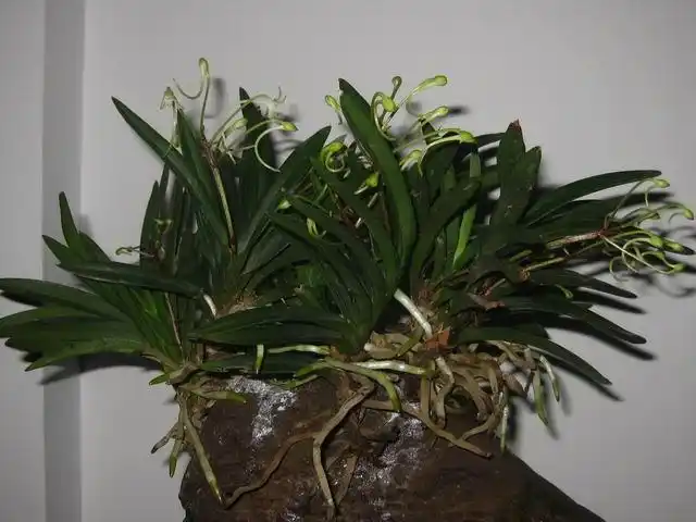 石兰-以兰会友-中国兰花交易网社区