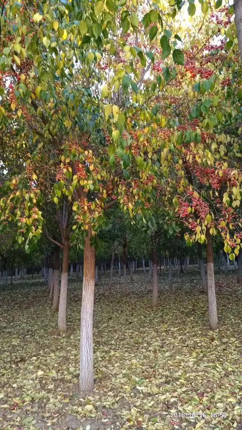 美到心动的丝棉木