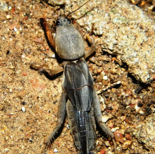 本科昆虫通称蝼蛄.俗名拉拉蛄,土狗.