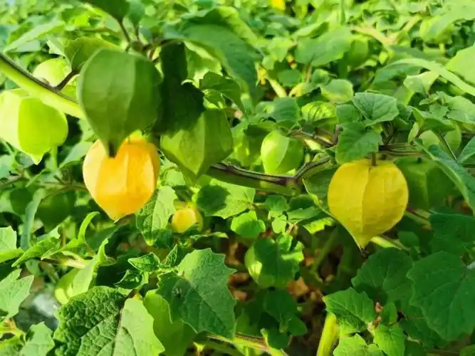 野苗子早已消失不见,但在咱们吉林大安早早就培育出了一片灯笼果的