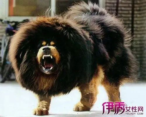 【图】天价藏獒赤古獒王 背后不为人知的秘密大揭晓