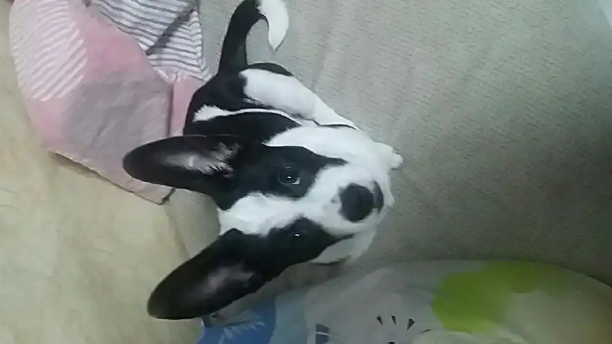 黑白花纹,大耳朵,耳朵是立着的,白色爪子,短毛,体型较小,是什么串?