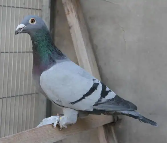 信鸽拍卖首页 拍卖专题 >> 查看拍卖商品      中信网首页