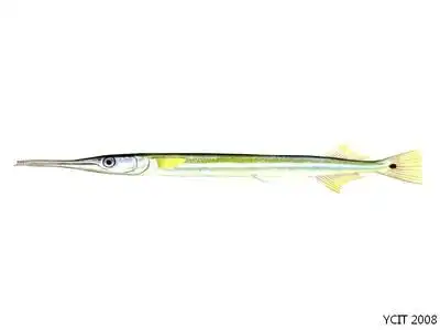 颌针鱼科belonidae,体极延长而纤细,呈圆柱状或侧扁,被细小圆鳞.