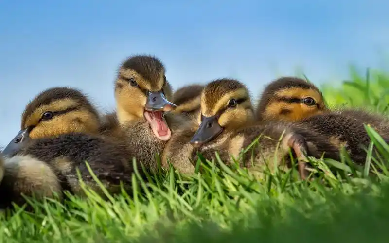 可爱的小鸭子在草丛中