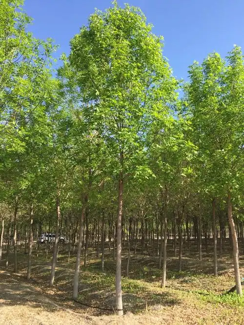 5.6寻苗第一季 - 美篇