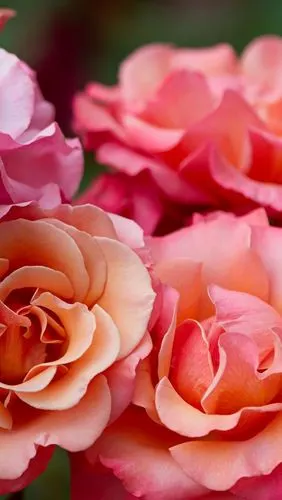 粉红色的玫瑰鲜花微距摄影 iphone 壁纸