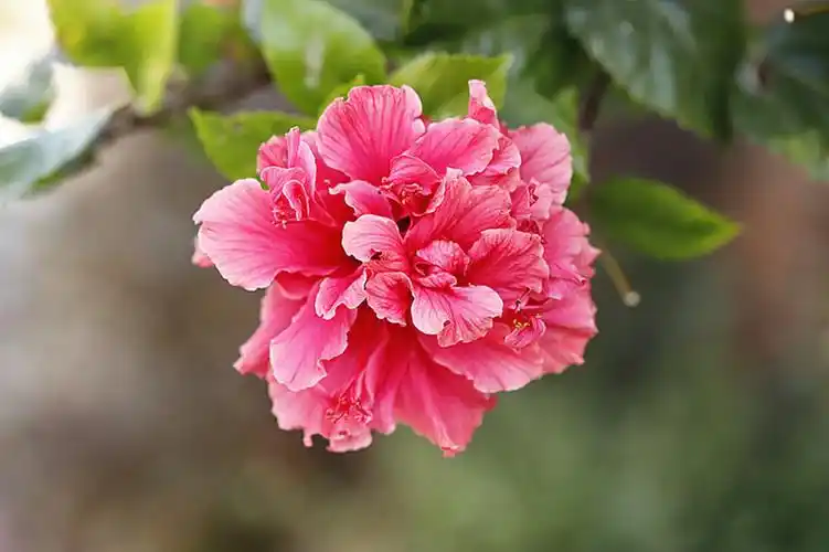 冬季里的重瓣朱槿