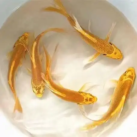 黄金锦鲤招财风水鱼龙凤锦鲤金鱼草金活鱼好养耐活锦鲫冷水观赏鱼