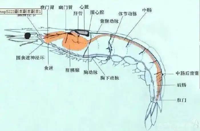 让养虾人担惊受怕的对虾偷死病已经有人找到预防的方法了