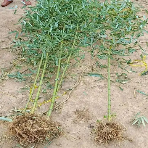 竹苗价格小竹子价格绿化用2公分至3公分小竹子批发价格