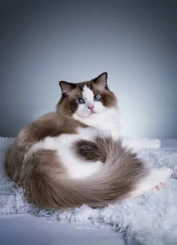 海豹双色布偶猫1128