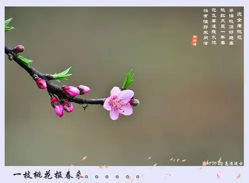 一枝桃花报春来.