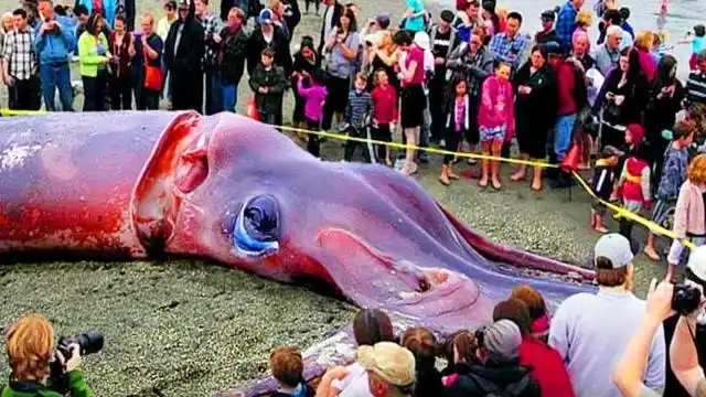 世界上最大的 b>巨型章鱼 /b>,重达500多斤,捕捞过程超艰难