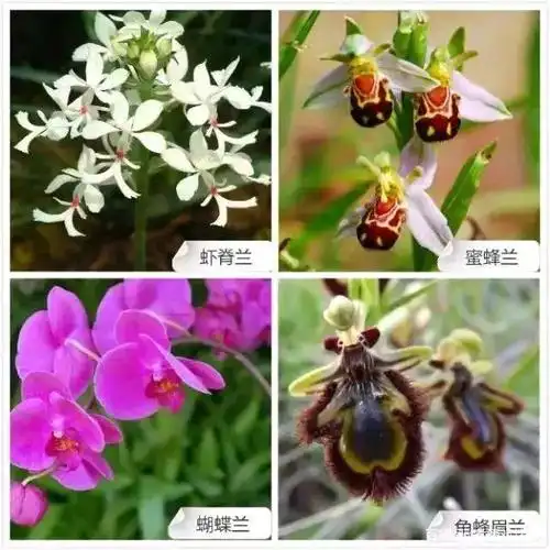 中国十大名花之四!68种兰花(附有种名)请您欣赏