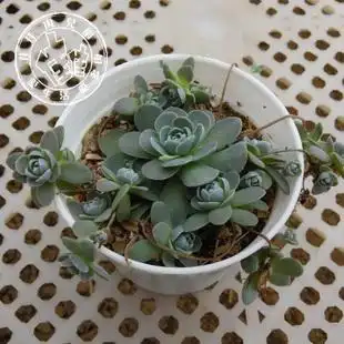 小佳佳066商家店铺|小佳佳066网店商品 - 联手网