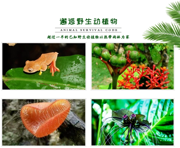 动植物间的生存密码去观察与发现掌握辨别雨林的昆虫和植物在了解和