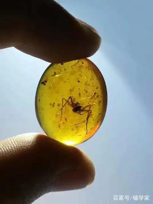 缅甸琥珀里的蜘蛛