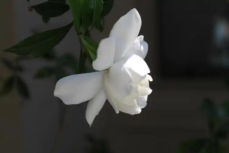 小叶栀子花的养殖方法 小叶栀子花是一种常见的观赏植物,具有绿叶白花