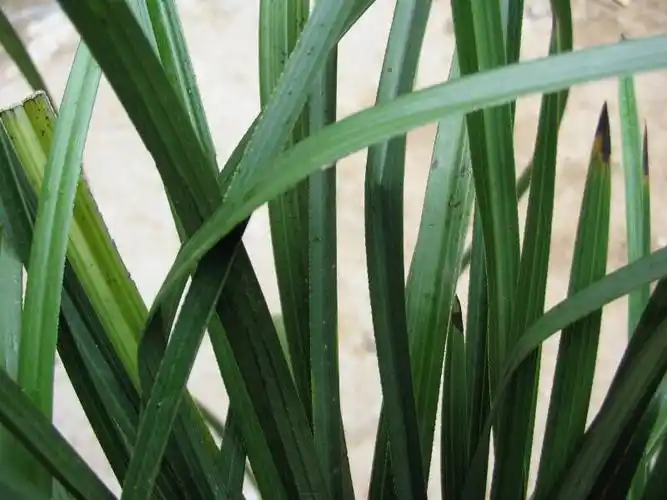 兰花小类:国兰新品>寒兰>色花品种来源:彬彬兰园焦尾状况:有少量黑点