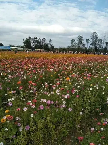 阳春附近新开一大片花海还有瓜果蔬菜摘市民可免费去玩