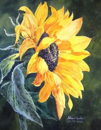 色彩清丽画面清新泰国画家kitipongti水彩花卉作品