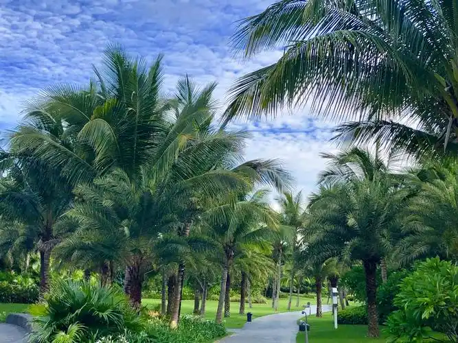 三亚风光.海南的标志椰子树