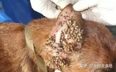 蜱虫狗如何治疗及时驱虫是关键