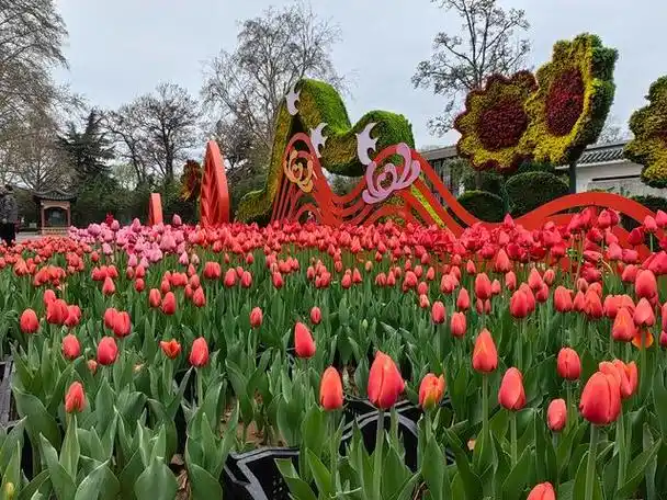郑州人民公园郁金香花展明日开幕邀市民免费前来赏花休闲