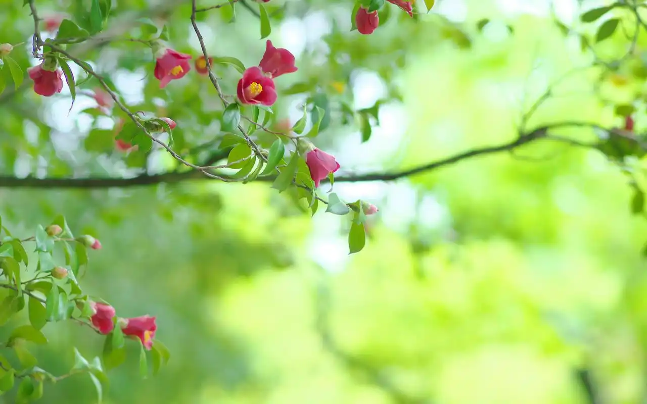 清新素雅养眼植物花卉唯美绿色护眼桌面壁纸(三)