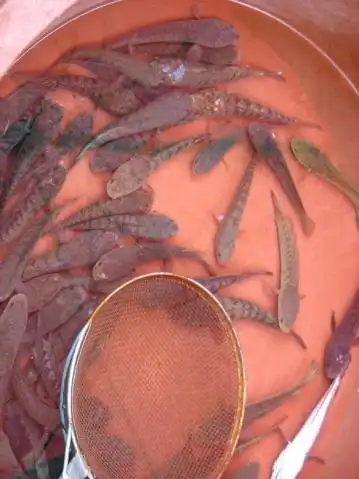 [/url]这就是传说中可以跳上河边草叶产卵的黑鱼