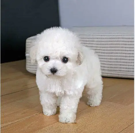 韩国引进大眼睛甜美脸型比熊幼犬保纯种健康质保终身