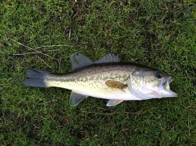 p>大口黑鲈(学名: i>micropterus salmoides /i>)是太阳鱼科,黑鲈属