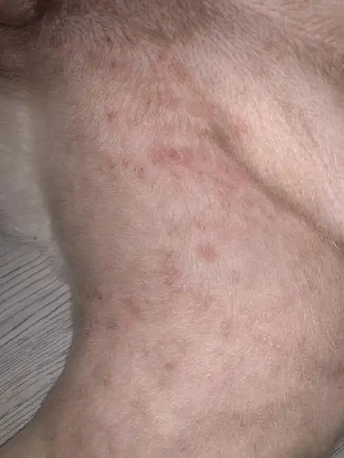 大家麻烦帮我看一下,我家狗狗这个是湿疹还是螨虫