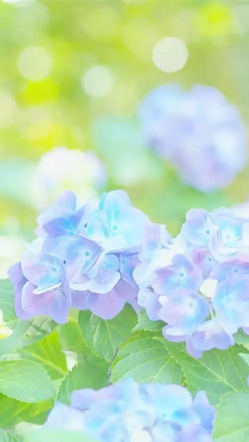 唯美鲜艳的植物花卉手机壁纸