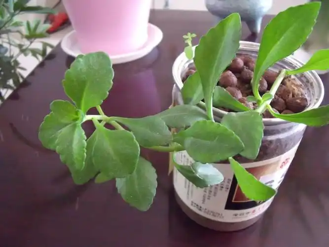 云南白药盆栽(种植技巧一网打尽)-52线报网