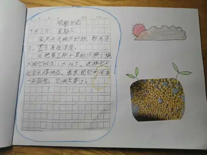 我的植物成长日记