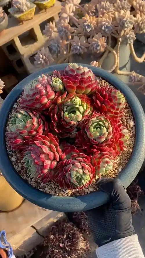 极致朱砂痣多肉