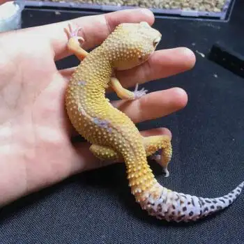 豹纹守宫活体守宫活物宠物幼体成体入门级爬宠豹橘化