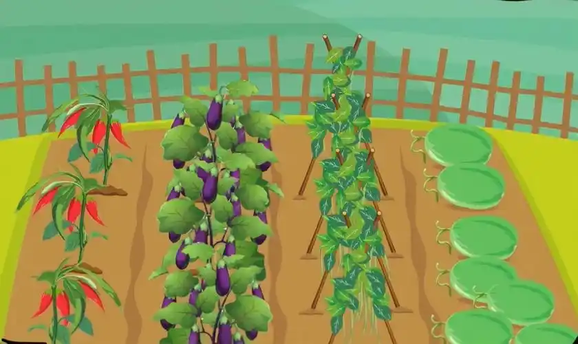 看图写话—爷爷的小菜园