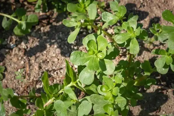 马齿苋几月份长出来,对光照,施肥有什么要求
