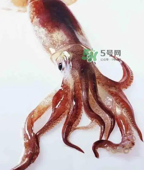 鱿鱼和墨鱼的区别