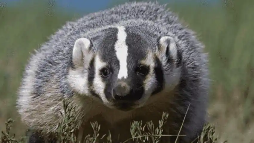 白鼻狸是几级保护动物